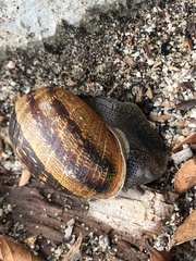 Cornu aspersum
