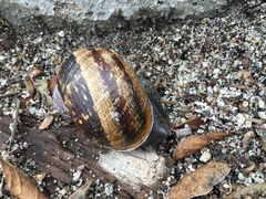 Cornu aspersum