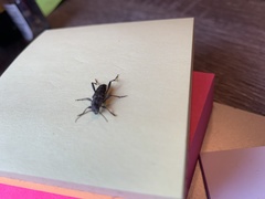 Xylotrechus nauticus