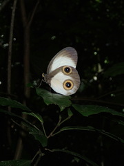 Taenaris urania