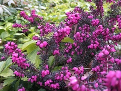 Erica carnea