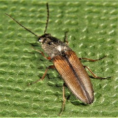Corymbitodes tarsalis