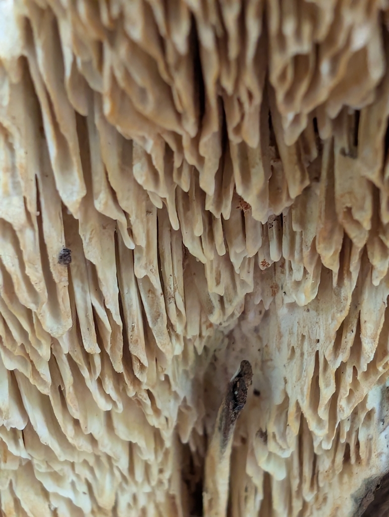 Fomitopsis juniperina · May 2026 · photo: Photo: no rights reserved · iNaturalist