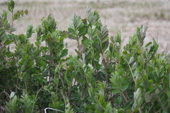 Vicia sativa nigra