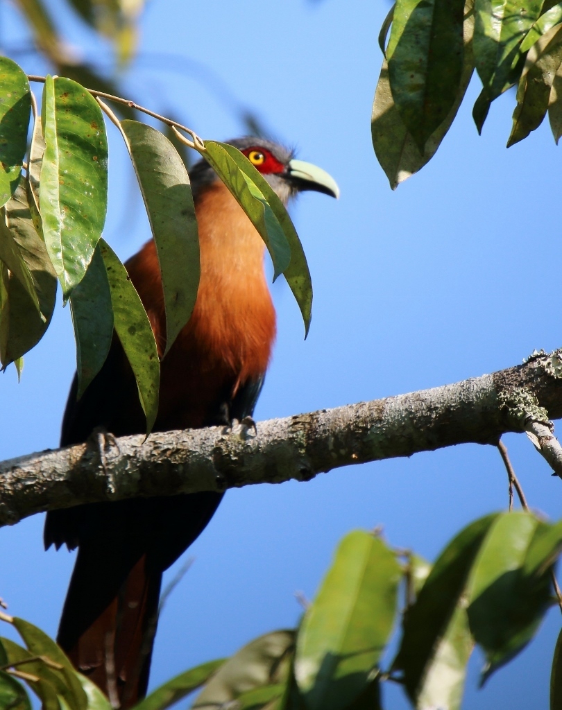 Chestnut-breasted Malkoha (Phaenicophaeus curvirostris) · iNaturalist