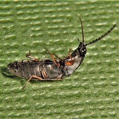 Corymbitodes tarsalis