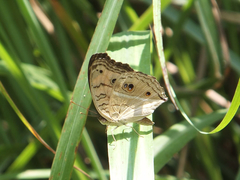 Junonia almana javana