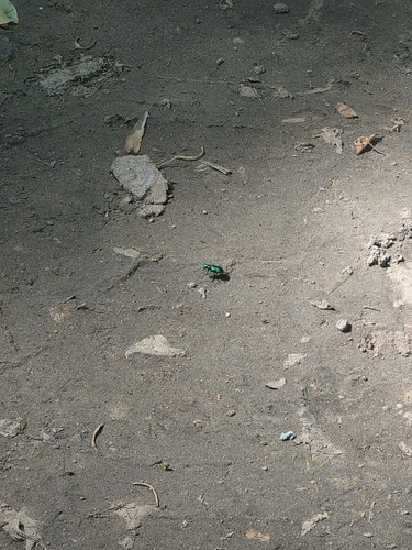 Six-spotted Tiger Beetle