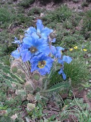 Meconopsis horridula