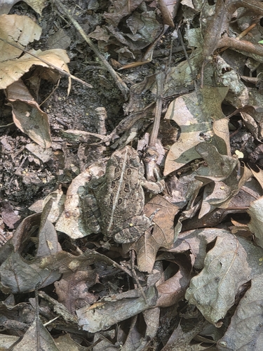 Fowler's Toad