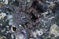 Hapalogaster mertensii