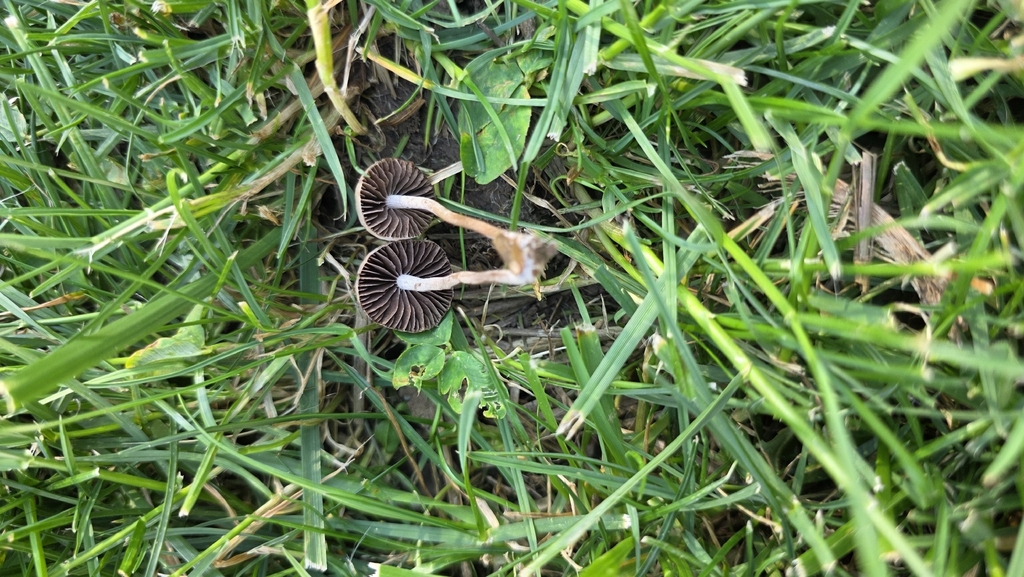 Mower's Mushroom · May 2026 · photo: Photo: (c) Kelly Vermilion, some rights reserved (CC BY-SA) · iNaturalist