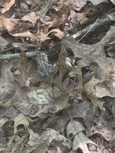 Fowler's Toad