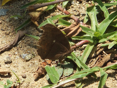 Elymnias hypermnestra beatrice