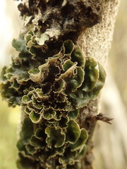 Leioderma pycnophorum
