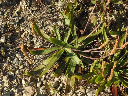 Plantago serraria, photograph 1