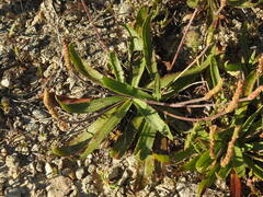 Plantago serraria, photograph (c) Duarte Frade, some rights reserved (CC BY)