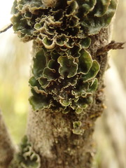 Leioderma pycnophorum