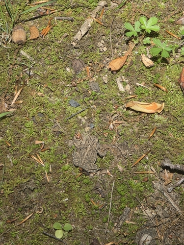 Fowler's Toad