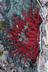Aulactinia