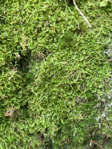 Odontoschisma denudatum observed 2026-05-17