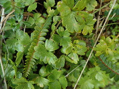Azorella pallida