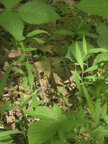 Fowler's Toad