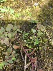Hypericum anagalloides