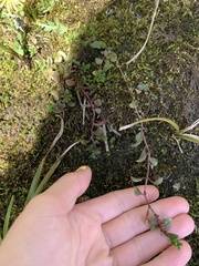 Hypericum anagalloides
