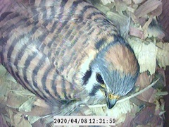 Falco sparverius paulus