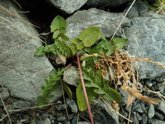 Taraxacum zealandicum