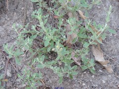 Cistus lasianthus alyssoides