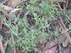 Cistus lasianthus alyssoides