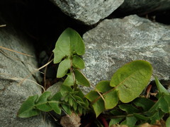 Taraxacum zealandicum