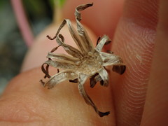 Taraxacum zealandicum
