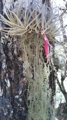 Tillandsia arroyoensis