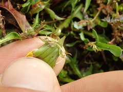Taraxacum zealandicum
