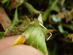 Taraxacum zealandicum
