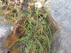 Taraxacum zealandicum