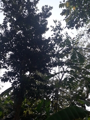 Guarea kunthiana
