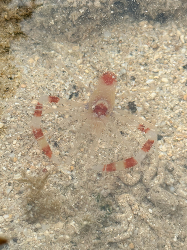 Stenopus hispidus observed 2026-05-17