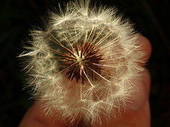 Taraxacum zealandicum
