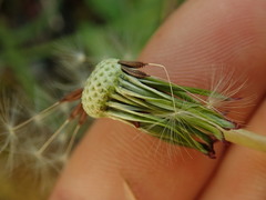 Taraxacum zealandicum
