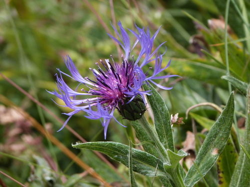 Centaurea montana