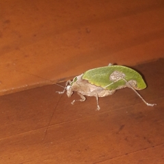 Pycnopalpa bicordata