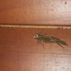 Pycnopalpa bicordata