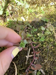 Hypericum anagalloides