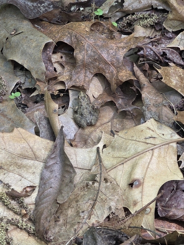 Northern Cricket Frog