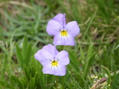 Viola calcarata