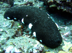 Holothuria nobilis